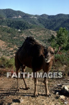 Camel, Pamphylia, hill, country, turkey, Roman, province, southern, Asia, minor, paul, First, missionary, journey, John, Mark, animal, camels, hills, countries, Romans, provinces, missionaries, journeys, marks, animals