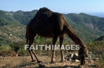 Camel, Pamphylia, hill, country, turkey, Roman, province, southern, Asia, minor, paul, First, missionary, journey, John, Mark, animal, camels, hills, countries, Romans, provinces, missionaries, journeys, marks, animals