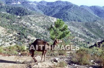 Camel, Pamphylia, hill, country, turkey, Roman, province, southern, Asia, minor, paul, First, missionary, journey, John, Mark, animal, camels, hills, countries, Romans, provinces, missionaries, journeys, marks, animals