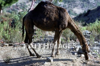 Camel, Pamphylia, hill, country, turkey, Roman, province, southern, Asia, minor, paul, First, missionary, journey, John, Mark, animal, camels, hills, countries, Romans, provinces, missionaries, journeys, marks, animals