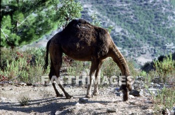 Camel, Pamphylia, hill, country, turkey, Roman, province, southern, Asia, minor, paul, First, missionary, journey, John, Mark, animal, camels, hills, countries, Romans, provinces, missionaries, journeys, marks, animals