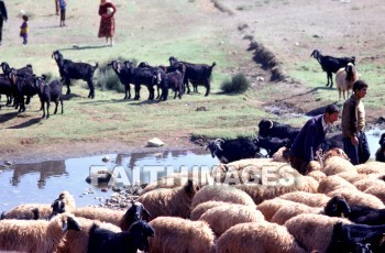 Pamphylia, hill, country, turkey, Roman, province, southern, Asia, minor, paul, First, missionary, journey, John, Mark, sheep, Goat, animal, hills, countries, Romans, provinces, missionaries, journeys, marks, goats