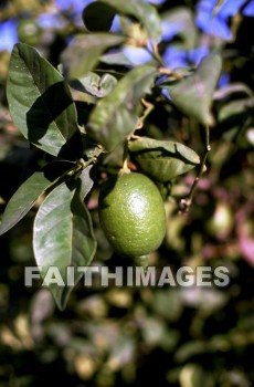 citrus, fruit, Pamphylia, hill, country, turkey, Roman, province, southern, Asia, minor, paul, First, missionary, journey, John, Mark, lime, tree, citruses, fruits, hills, countries, Romans, provinces, missionaries