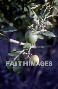 citrus, fruit, Pamphylia, hill, country, turkey, Roman, province, southern, Asia, minor, paul, First, missionary, journey, John, Mark, lime, tree, citruses, fruits, hills, countries, Romans, provinces, missionaries