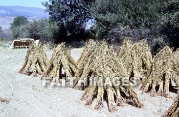 Pergamos, pergamum, turkey, grain, shock, Seven, church, grains, shocks, sevens, Churches