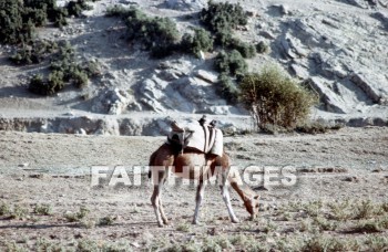 Camel, Phrygia, turkey, Bible-time, Asia, minor, paul, silas, Second, missionary, journey, animal, camels, seconds, missionaries, journeys, animals