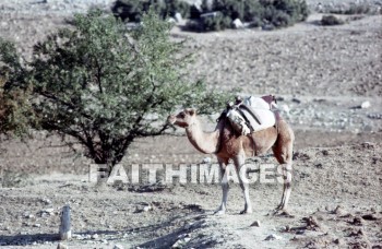 Camel, Phrygia, turkey, Bible-time, Asia, minor, paul, silas, Second, missionary, journey, animal, camels, seconds, missionaries, journeys, animals