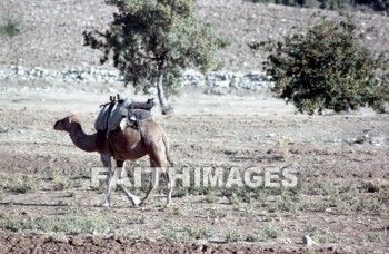 Camel, Phrygia, turkey, Bible-time, Asia, minor, paul, silas, Second, missionary, journey, animal, camels, seconds, missionaries, journeys, animals