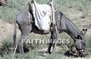 donkey, saddle, Phrygia, turkey, Bible-time, Asia, minor, paul, silas, Second, missionary, journey, animal, Donkeys, saddles, seconds, missionaries, journeys, animals