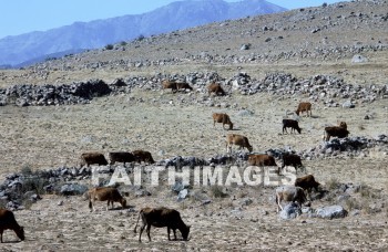 pisidia, turkey, province, Bible-time, Asia, minor, paul, silas, Second, missionary, journey, cattle, animal, herd, provinces, seconds, missionaries, journeys, animals, herds