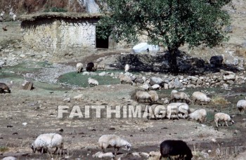 pisidia, turkey, province, Bible-time, Asia, minor, paul, silas, Second, missionary, journey, sheep, barn, wool, meat, following, leading, provinces, seconds, missionaries, journeys, barns, wools, meats, followings