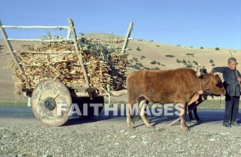 pisidia, turkey, province, Bible-time, Asia, minor, paul, silas, Second, missionary, journey, ox, cart, boy, wheel, animal, provinces, seconds, missionaries, journeys, oxen, carts, boys, wheels, animals