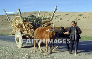 pisidia, turkey, province, Bible-time, Asia, minor, paul, silas, Second, missionary, journey, ox, cart, boy, wheel, animal, provinces, seconds, missionaries, journeys, oxen, carts, boys, wheels, animals