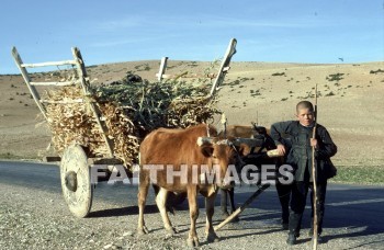 pisidia, turkey, province, Bible-time, Asia, minor, paul, silas, Second, missionary, journey, ox, cart, boy, wheel, animal, provinces, seconds, missionaries, journeys, oxen, carts, boys, wheels, animals