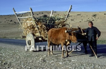 pisidia, turkey, province, Bible-time, Asia, minor, paul, silas, Second, missionary, journey, ox, cart, boy, wheel, animal, provinces, seconds, missionaries, journeys, oxen, carts, boys, wheels, animals