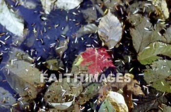 leaf, nature, Worship, Presentation, Present, Beautiful, Venerate, Sing, Sanctify, Reverence, Revere, Respect, Pray, Praise, Magnify, Love, Glorify, Extol, Exalt, Chant, Celebrate, Adulate, Adore, Admire, Backgrounds, background