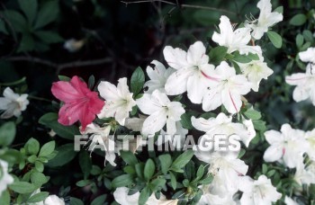 flower, bloom, blossom, bud, cluster, efflorescence, floret, floweret, creation, genesis, imagination, Setting, Create, background, Backgrounds, Admire, Adore, Adulate, Celebrate, Exalt, Extol, Glorify, Love, Magnify, Praise, Pray