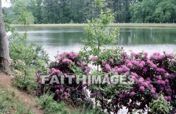 flower, bloom, blossom, bud, cluster, efflorescence, floret, floweret, creation, genesis, imagination, Setting, Create, background, Backgrounds, Admire, Adore, Adulate, Celebrate, Exalt, Extol, Glorify, Love, Magnify, Praise, Pray