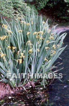 flower, bloom, blossom, bud, cluster, efflorescence, floret, floweret, creation, genesis, imagination, Setting, Create, background, Backgrounds, Admire, Adore, Adulate, Celebrate, Exalt, Extol, Glorify, Love, Magnify, Praise, Pray