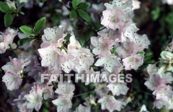 flower, bloom, blossom, bud, cluster, efflorescence, floret, floweret, creation, genesis, imagination, Setting, Create, background, Backgrounds, Admire, Adore, Adulate, Celebrate, Exalt, Extol, Glorify, Love, Magnify, Praise, Pray