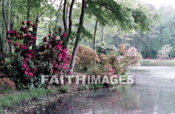 flower, bloom, blossom, bud, cluster, efflorescence, floret, floweret, creation, genesis, imagination, Setting, Create, background, Backgrounds, Admire, Adore, Adulate, Celebrate, Exalt, Extol, Glorify, Love, Magnify, Praise, Pray