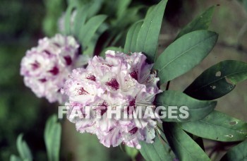 flower, bloom, blossom, bud, cluster, efflorescence, floret, floweret, creation, genesis, imagination, Setting, Create, background, Backgrounds, Admire, Adore, Adulate, Celebrate, Exalt, Extol, Glorify, Love, Magnify, Praise, Pray