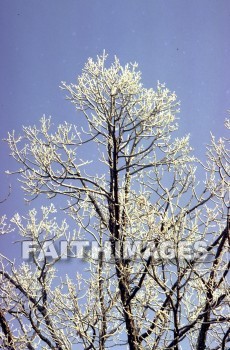 frost, design, pattern, sleet, ice, glitter, glaze, glare, crust, Frozen, water, frostwork, cold, weather, frosted, winter, freezing, icy, crystal, tree, forest, frosty, frosts, designs, patterns, ices