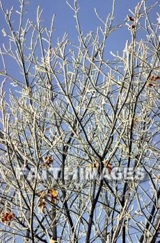 frost, design, pattern, sleet, ice, glitter, glaze, glare, crust, Frozen, water, frostwork, cold, weather, frosted, winter, freezing, icy, crystal, tree, forest, frosty, frosts, designs, patterns, ices