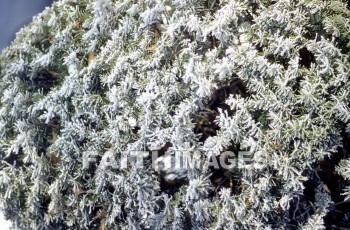 frost, design, pattern, sleet, ice, glitter, glaze, glare, crust, Frozen, water, frostwork, cold, weather, frosted, winter, freezing, icy, crystal, tree, forest, frosty, frosts, designs, patterns, ices