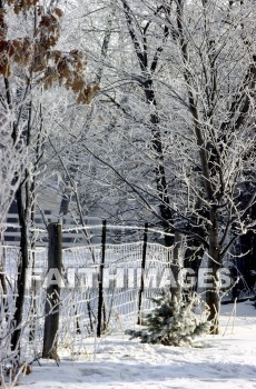 frost, design, pattern, sleet, ice, glitter, glaze, glare, crust, Frozen, water, frostwork, cold, weather, frosted, winter, freezing, icy, crystal, tree, forest, frosty, fence, frosts, designs, patterns