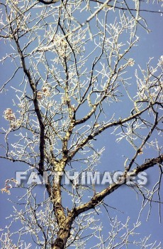 frost, design, pattern, sleet, ice, glitter, glaze, glare, crust, Frozen, water, frostwork, cold, weather, frosted, winter, freezing, icy, crystal, tree, forest, frosty, frosts, designs, patterns, ices