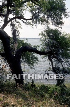 tree, lake, water, trees, lakes, waters