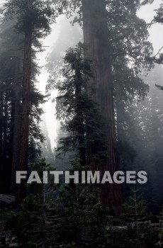 forest, tree, imposing, outside, monumental, rock, mountainous, inspirational, ethereal, rocky, breathtaking, peak, bluffs, body, mountain, enduring, sublime, stone, precipice, bluff, pinnacle, Landscape, strength, calmness, height, serenity