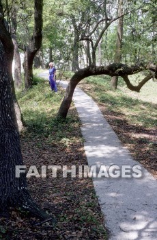 path, wood, serene, quiet, peaceful, peace, paths, woods