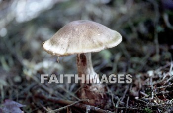 mushroom, fungus, wood, forest, mushrooms, fungi, funguses, woods, forests