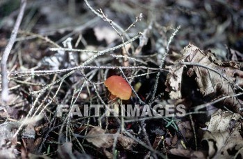 mushroom, fungus, wood, forest, mushrooms, fungi, funguses, woods, forests