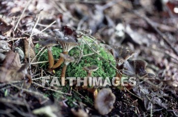 mushroom, fungus, wood, forest, mushrooms, fungi, funguses, woods, forests