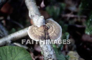 mushroom, fungus, wood, forest, mushrooms, fungi, funguses, woods, forests