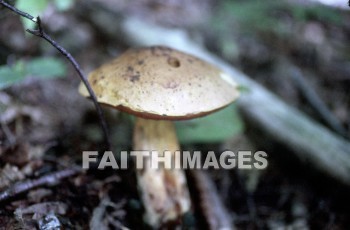 mushroom, fungus, wood, forest, mushrooms, fungi, funguses, woods, forests