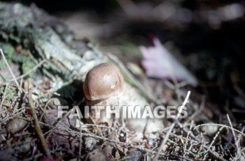 mushroom, fungus, wood, forest, mushrooms, fungi, funguses, woods, forests