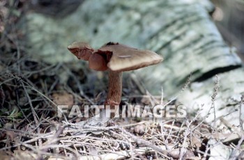 mushroom, fungus, wood, forest, mushrooms, fungi, funguses, woods, forests