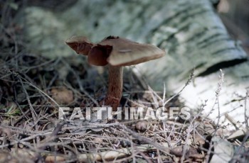 mushroom, fungus, wood, forest, mushrooms, fungi, funguses, woods, forests