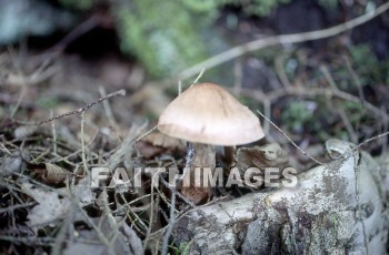 mushroom, fungus, wood, forest, mushrooms, fungi, funguses, woods, forests