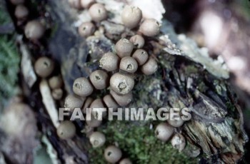 mushroom, fungus, wood, forest, mushrooms, fungi, funguses, woods, forests