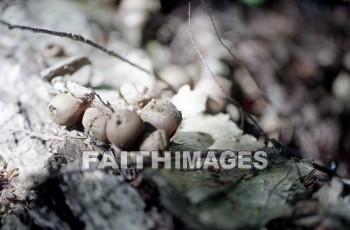 mushroom, fungus, wood, forest, mushrooms, fungi, funguses, woods, forests