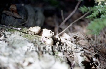 mushroom, fungus, wood, forest, mushrooms, fungi, funguses, woods, forests