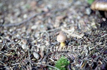 mushroom, fungus, wood, forest, mushrooms, fungi, funguses, woods, forests