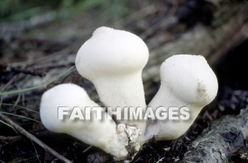 mushroom, fungus, wood, forest, mushrooms, fungi, funguses, woods, forests