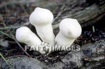 mushroom, fungus, wood, forest, mushrooms, fungi, funguses, woods, forests