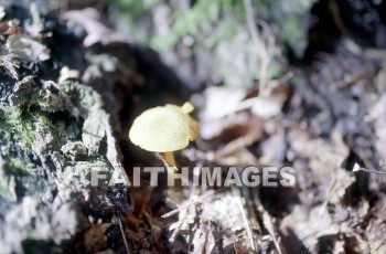 mushroom, fungus, wood, forest, mushrooms, fungi, funguses, woods, forests